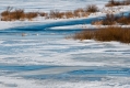 032_Biebrza - marzec 2013